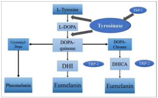 melanin synthesis